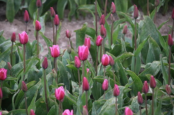 在荷兰的Nieuwe Tonge，在春天和大雾季节，一排紫色郁金香在一个花球地上