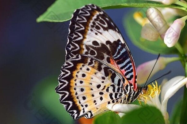 一只热带蝴蝶在柠檬树上的一朵花上的特写镜头