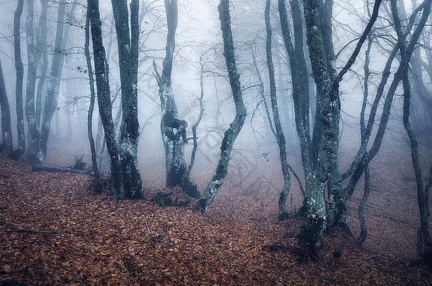 小道神秘的黑暗森林雾秋天早....克里米亚神奇的大气童话