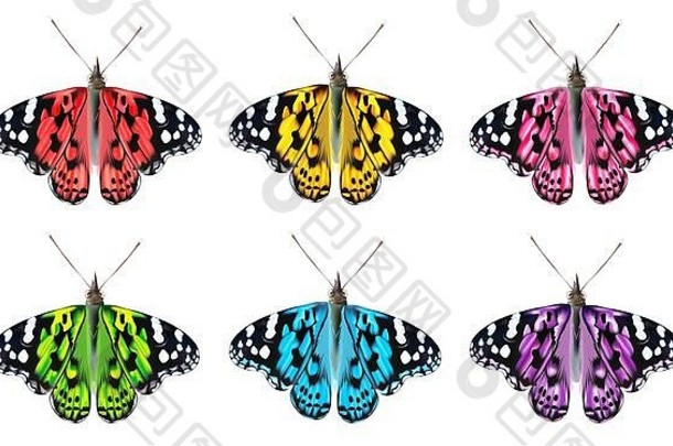 飞行色彩斑斓的蝴蝶孤立的白色背景现实的美丽的蝴蝶生物学美丽的插图