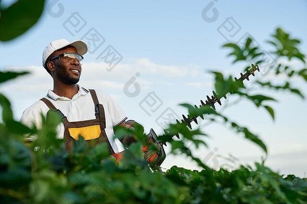 微笑非洲园丁工作保护眼镜修剪杂草丛生的绿色灌木夏天天快乐男人。统一的白色他园艺工具工作