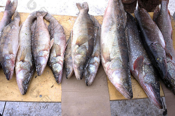 冻梭子鱼和梭子鱼鲈鱼