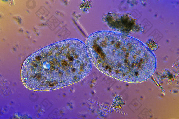 二分。<strong>细胞</strong>分裂。纤毛虫。原生动物。光学显微镜