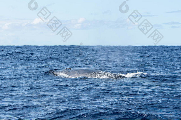 一边视图6鲸鱼鳞翅目北欧化工打击洞表面呼吸大西洋海洋海岸亚速尔