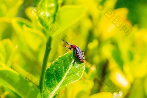 保加利亚南部哈斯科沃省迪米特罗夫格勒市Krum村绿色灌木丛中的甲虫，斑蝥科