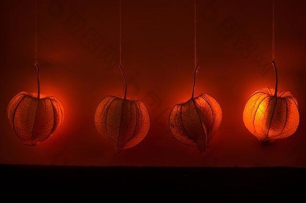 悬挂的physalis-橙色闪亮的梦幻装饰。<strong>秋意</strong>的背景或主题
