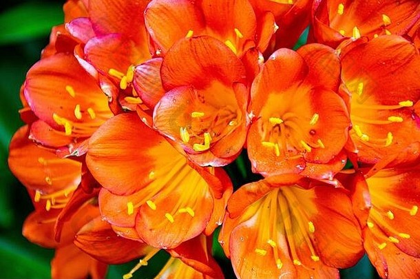 西班牙马贝拉的一个花园里，一束盛开的热带橙色和红色花朵的特写镜头