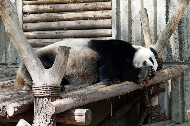 保护区内的熊猫