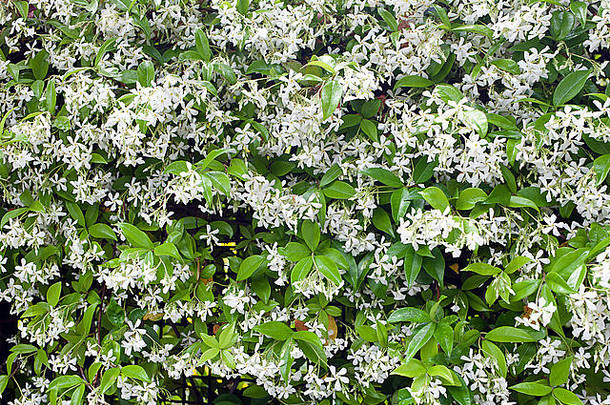 一组白色桑帕吉塔茉莉花或阿拉伯茉莉花。
