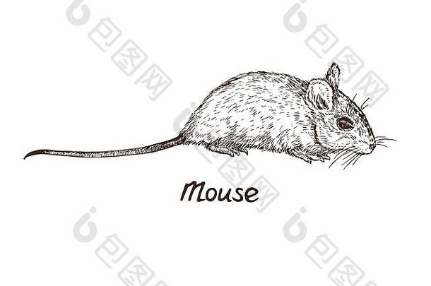 鼠标（rat）侧视图、手绘凹印样式、草图插图、设计元素