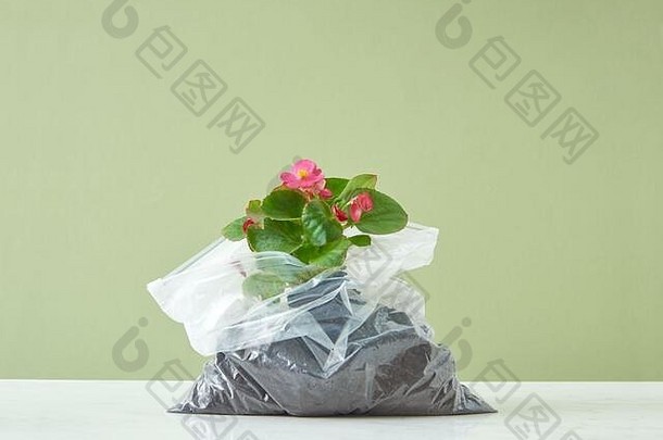 盛开的常绿室内植物，置于塑料袋中，背景为duotone。