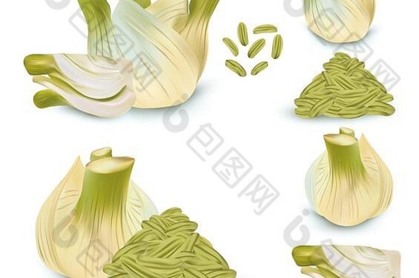 现实的茴香种子芳香香料孤立的白色背景概念食物集插图