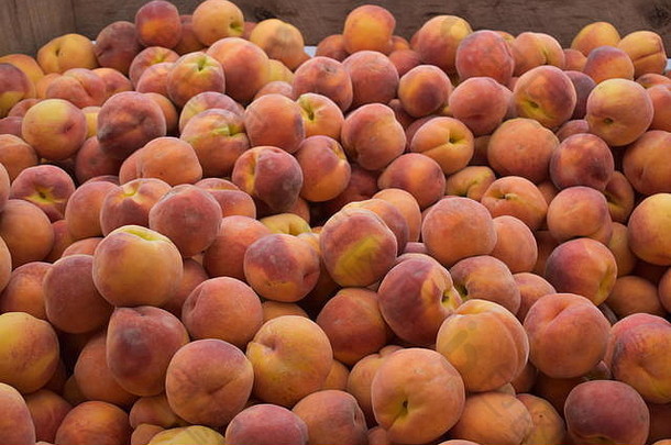 马里兰州贝尔茨维尔新鲜桃子农贸市场
