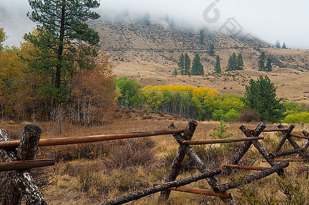 牧区的一种有裂缝的围栏。白杨树正在变色，雾气正在这片西部感觉的土地上蔓延。