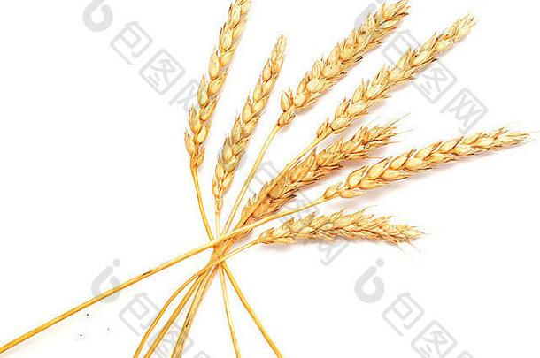 白色背景下分离的金色小麦