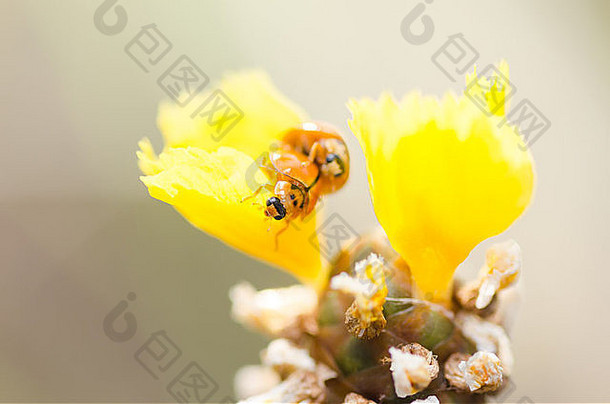自然界黄色花草上的小瓢虫