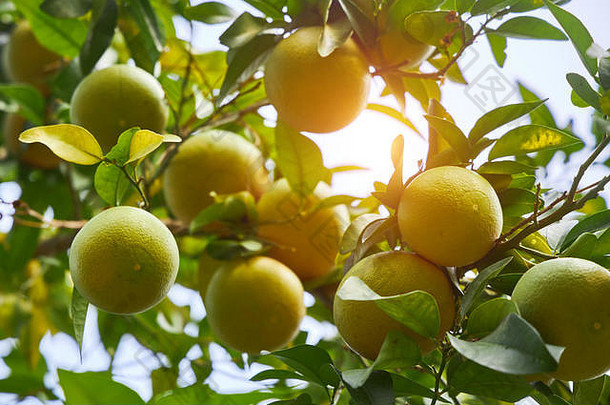 在柔和的阳光下，绿橘子挂在树枝上。