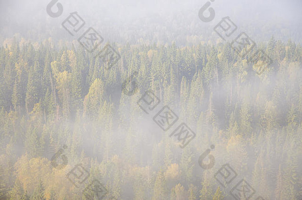 晨雾中山顶的针叶树。针叶林中<strong>浓浓</strong>的晨雾。茂密的绿色森林。