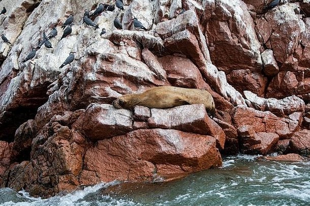 秘鲁帕拉卡斯岩石上的海狮