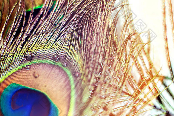 孔雀羽毛色彩鲜艳，富有艺术气息。发光孔雀羽毛排列的微距照片。