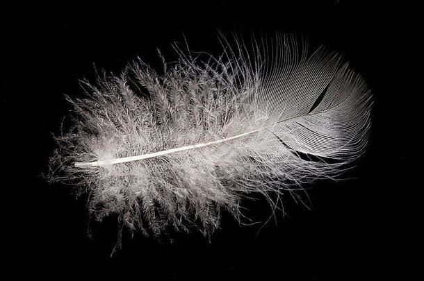 羽毛背景鸟类对光的想象概念孤立的白色思想天鹅柔软的物体翅膀纯洁的羽毛羽毛无人