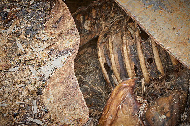 被扑杀后丢弃的鹿尸体被屠宰并储存在可耕地上，英国，英国，欧洲