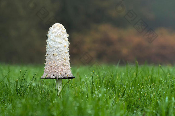 毛茸茸的墨盖蘑菇（鸡腿菇属），生长在田野中。爱尔兰蒂普拉里。