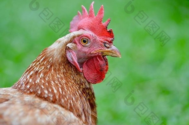 澳大利亚昆士兰州汤斯维尔罗德岛红鸡肖像