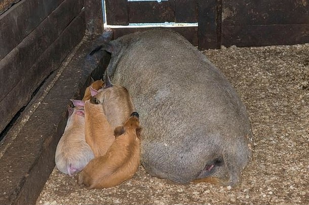 大猪和她的小猪在农场的围场里休息