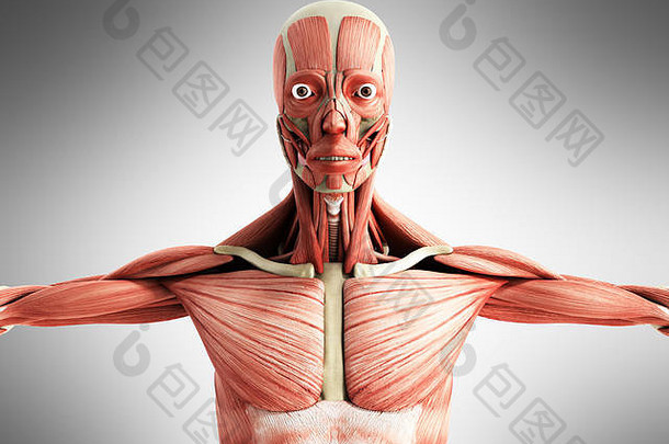 人类肌肉解剖学渲染灰色前面