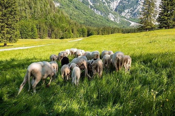 阳光明媚的日子里，绵羊在大自然的绿色草地上吃草