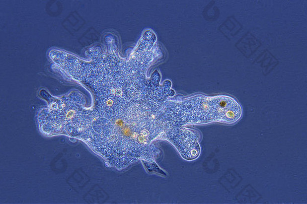 变形虫rhizopoda原生动物视显微镜