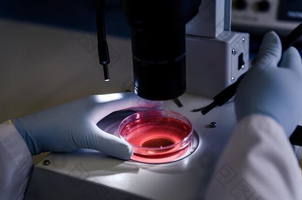 科学光立体显微镜检查培养皿中的培养物，用于药物生物科学研究。科学、实验室的概念