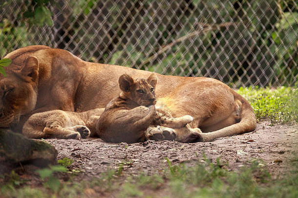 婴儿非洲狮子幼崽豹属利奥护理妈妈。母狮