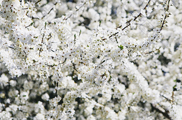 盛开的观赏樱桃树白色泡沫开花春天西雅图