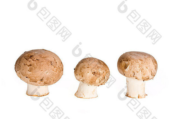 在白色背景上分离的一组蘑菇