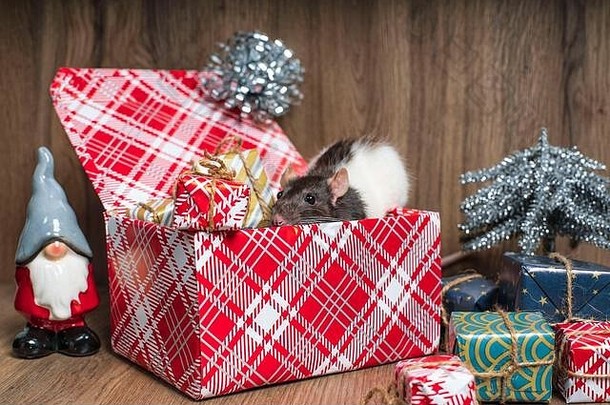 2020年的象征是老鼠，是新年的装饰元素。鼠年。一只长着白点的灰色老鼠坐在一个盒子里，盒子里装着新年礼物。