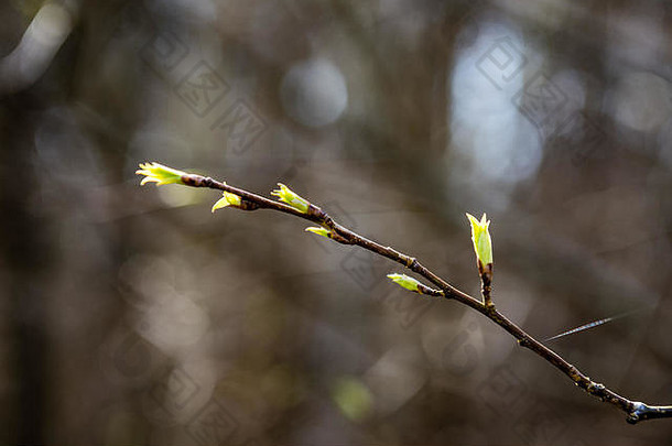 树花朵叶子早期春天棕色（的）背景