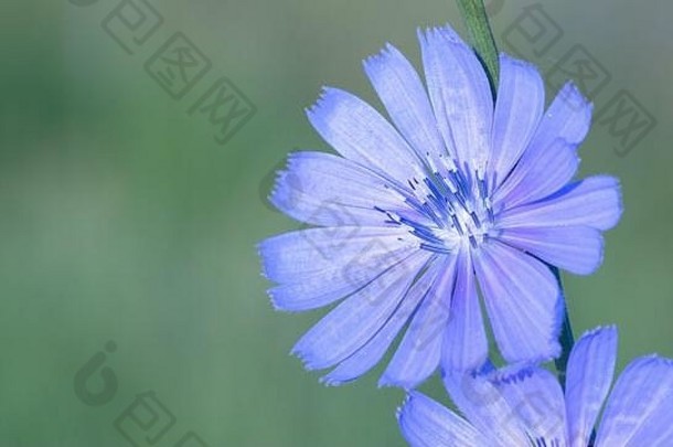 蓝色的花菊苣生长草地野生特写镜头药用植物