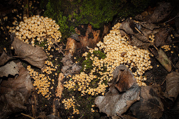 仲冬真菌：新西兰。仙女墨水帽（传播鸡腿菇）