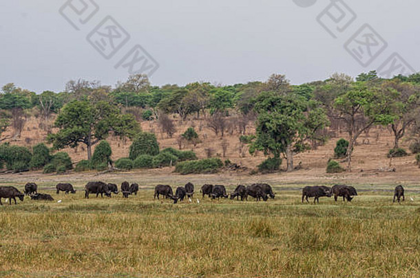 黄昏时分，一群非洲水牛在纳米比亚洪泛平原上吃草