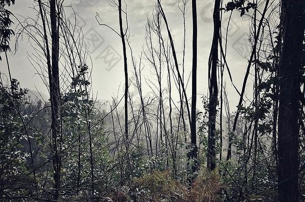 在葡萄牙马德拉的中海拔山区，一个多雾潮湿的日子里，<strong>火灾</strong>破坏的桉树林显示出再生的迹象