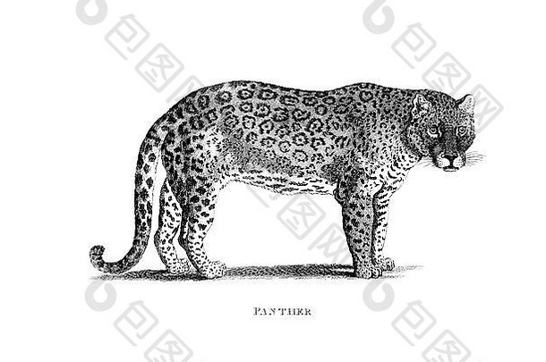 维多利亚时代雕刻豹数字恢复图像mid-th世纪百科全书