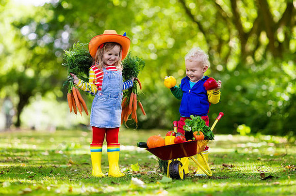 两个孩子在有机生物农场采摘新鲜蔬菜。儿童园艺和农业。秋收给家人带来乐趣。