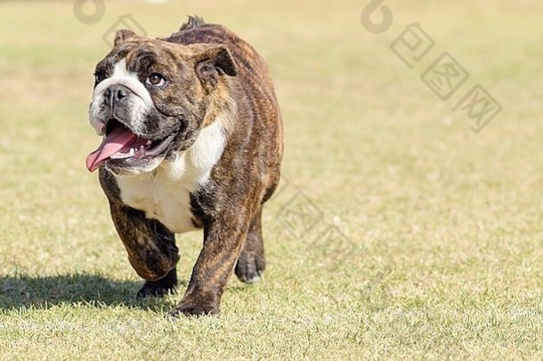 一只小的、年轻的、美丽的、浅褐色斑纹和白色的英国牛头犬，在草坪上奔跑，看上去嬉戏愉快。Bu