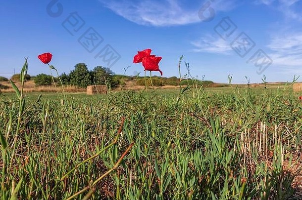 在蓝天白云的背景下，红色的花在修剪过的麦田上的草丛中盛开