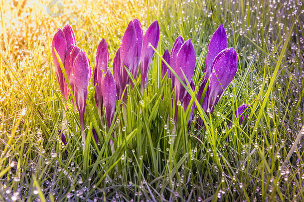 一群紫色番红花，阳光照在草上的露水上