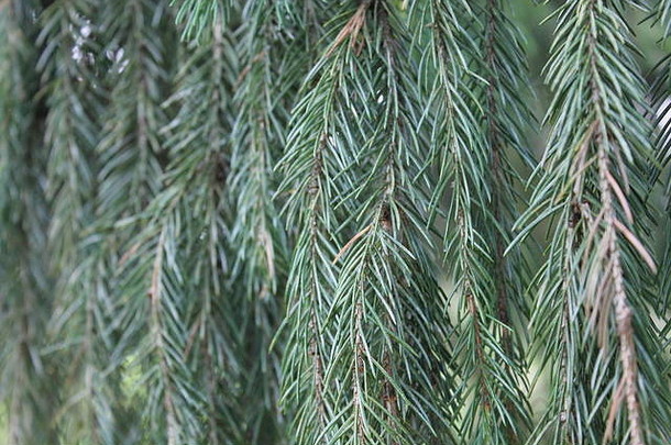 美丽的成熟的云杉冷杉属挪威云杉挪威云杉欧洲云杉莫顿植物园
