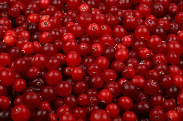 鲜红色成熟蔓越莓背景特写，低角度视图