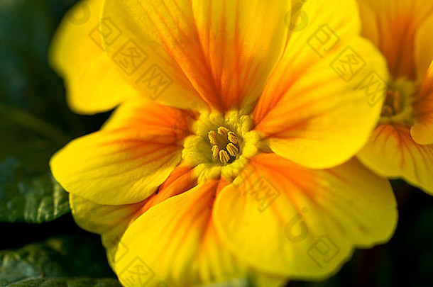 图像黄色的花